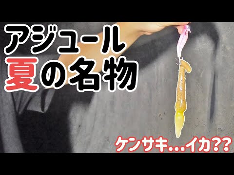 【アジュール】夏の風物詩,ケンサキイカ釣り!!【舞子】~寄り道短時間ライトエギング釣行編~