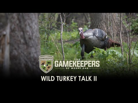 Wild Turkey Talk II