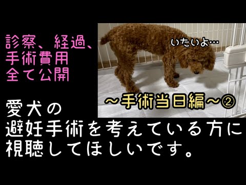 愛犬の避妊手術を考えている方に視聴してほしいです。手術当日帰宅後〜トイプードル