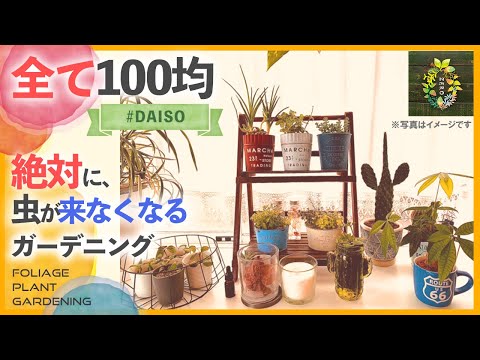 【100均DIY】全てダイソーで観葉植物を育てる方法【初心者】