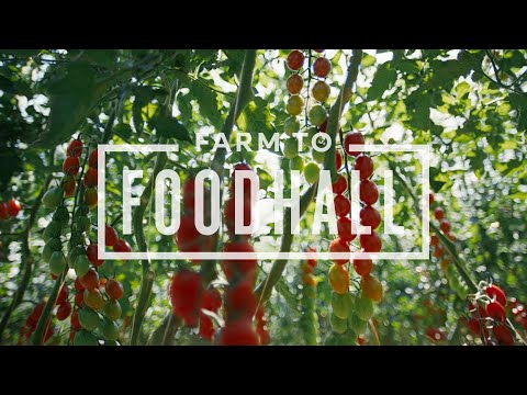 Isle of Wight Tomatoes | Farm to Foodhall | M&S FOOD