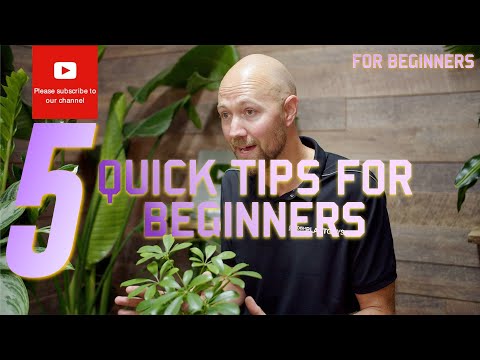 5 Quick plant tips for beginners 🌱