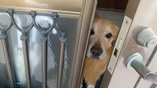 犬が家族に順位をつけていることがよくわかる動画。順位に変動がありました。