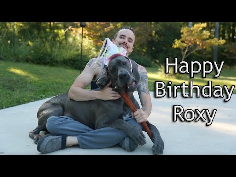 Great Dane 1 Year Birthday