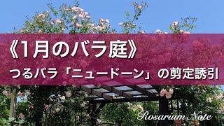 《１月のバラ庭》つるバラ「ニュードーン」の剪定誘引