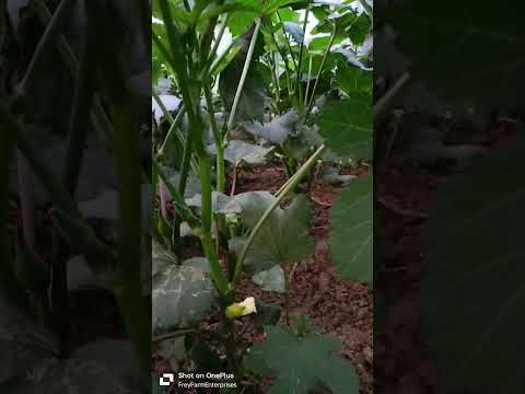 okra farming. bhendi farming. ଭେଣ୍ଡି ଚାଷ. #okra #bhendi #farming #plants