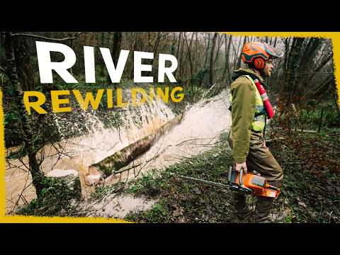 We’re chainsawing healthy trees into rivers - here's why