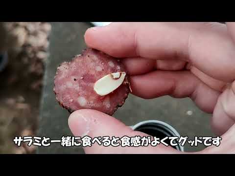 公園でどんぐり拾う動画