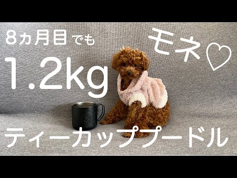 タイニープードルから生まれたティーカッププードルのモネ♡【お帰り。萌音（モネ）】