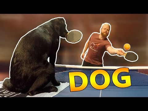 Ping Pong with Tira the Dog