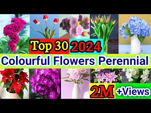 30 Colourful Perennial Flower Plants | Colourful Flower Perennial Plants | Colourfull Flower Plants