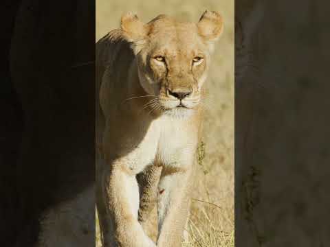 Lioness #lion #lions #slowmo #slowmotion #wildlife #safari #botswana #chobenationalpark  #chobe