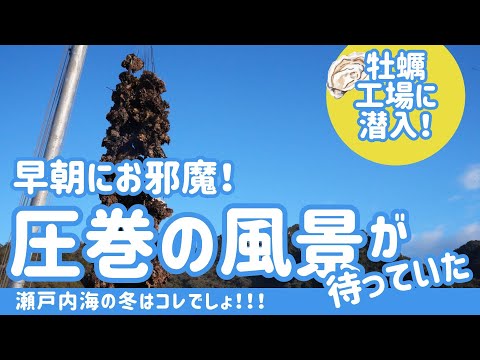 【早朝の絶景＆激レア】牡蠣の水揚げ＆工場に潜入！