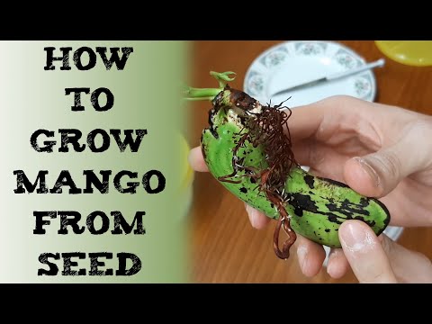 how to grow mango tree from seed 如何从种子培育芒果树 कैसे आम का बीज लगाएं Cómo hacer crecer un árbol de mango