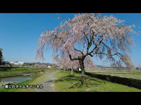 千鳥川桜堤公園　癒しのタイム＃14