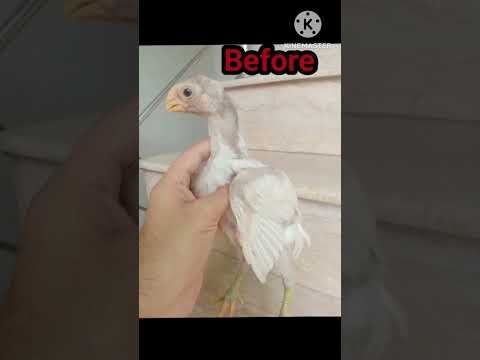 Transformation 👍Parrot Beak Aseel #youtubeshorts #parrotbeakaseel #aseel