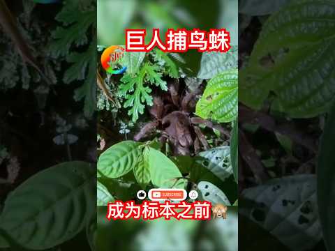 实拍巨人捕鸟蛛｜热带雨林