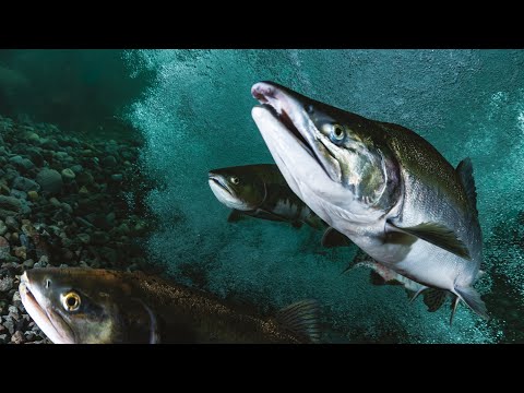 A salmon's life cycle - The Reading Corner