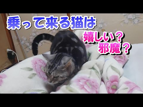 ４歳８ヶ月の日常！乗って来る猫は嬉しい？（アメリカンショートヘア）