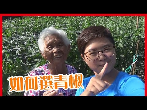 如何挑選好吃的青椒│【6秒挑出好食材】│台灣蔬菜水果魚肉知識