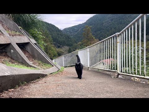 坂道で追いかけてくる黒ねこちゃん　No.７８４　２０２４年　１０月２７日　８：００　のくろねこちゃん　black cat