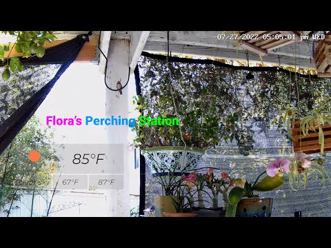 Henry's Live  Hummingbird  Streaming: Flora's perching station (recording)