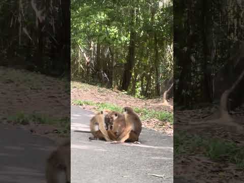 Dümdüz Bir Parkta İnanılmaz Maymun Yaşamı | Sri Lanka Gezisi, Kandy