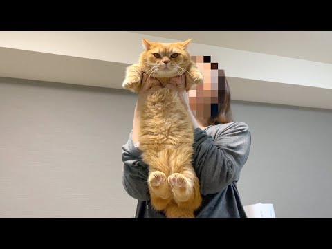 可愛すぎる罪で逮捕されちゃった猫…