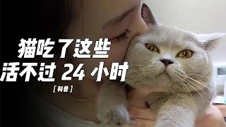 猫咪不能吃的7种食物，吃了后果不堪设想