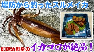 堤防から釣ったスルメイカ！即締め刺身のイカゴロが絶品で昇天！