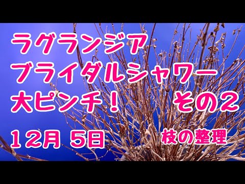 ラグランジア　ブライダルシャワー大ピンチ！その２枝の整理　2024年12月5日