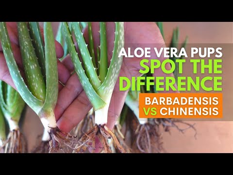 How To Spot The Difference Between Aloe vera Barbadensis and Chinensis Pups