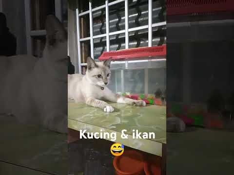 kucing mau tangkap ikan😅