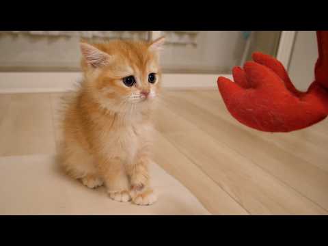 Kitten Poco vs. Shrimp is too cute...