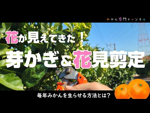 【４月下旬】みかんの花見剪定は大規模農家より、一般家庭向き！