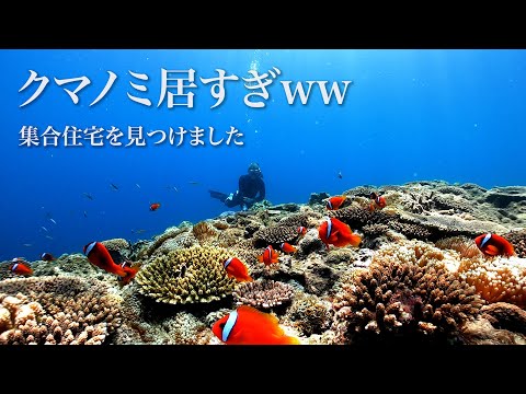 眞栄田岬のハマクマノミ団地をスキンダイビングで観察（沖縄県恩納村）