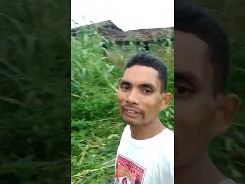 भूट्टा ला भालू खा दिहिस🤪🤪🌽🌽 #shortvideo #cgbest #natureenthusiast #nature #minivlog #funny #farming