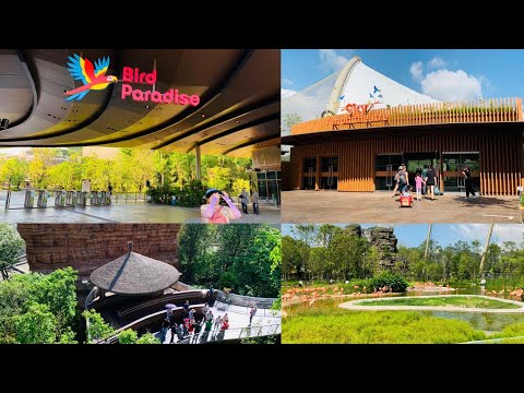 Bird Paradise 2023 踏入飞禽世界，开启万羽千色之旅 🐦新加坡飞禽公园