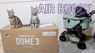 【AIRBUGGY】猫にペットカートは無理？ We Got a Cat Stroller!【アメリカンショートヘア】オススメ エアバギー DOME3 子猫