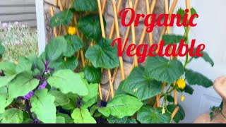 #AmazingOrganic vegetables just inside the big pot #KoreanCucumbers & Eggplants//short upload