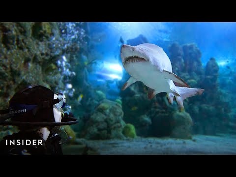 Shark Diving In Denver | Everyday Adventurer | Insider