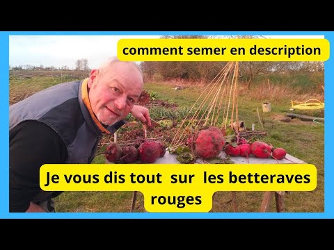 Comment reconnaître une bonne betterave rouge au jardin ?