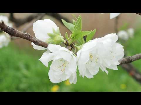 富山県中央植物園2019 4 17