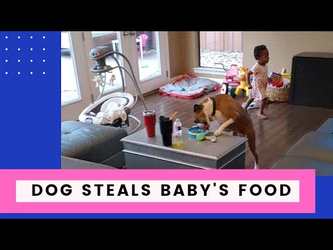 Dog Steals Baby Food While She Trains for the Olympics | FUNNY BABY SHORTS