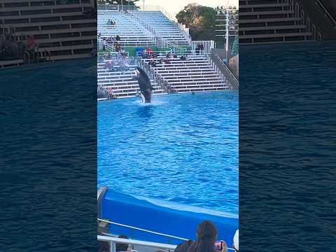 🐳 Orca Encounter | SeaWorld San Diego #shorts