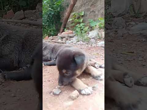 వెళ్లి మాట్లాడు మామ🙄 #shorts #cutepuppies