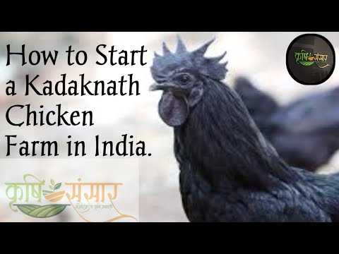 How to Start a Kadaknath Farm || कड़कनाथ मुर्गे का पालन कैसे करें || krishi sansar.