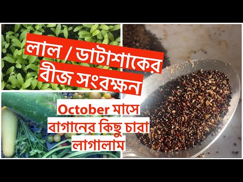 লাল / ডাটাশাকের বীজ সংরক্ষন October মাসে বাগানের কিছু চারা লাগালাম