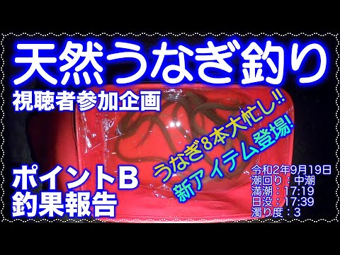 うなぎ釣り (天然うなぎ)　視聴者参加企画 ポイントB釣果報告 ドバミミズ使用