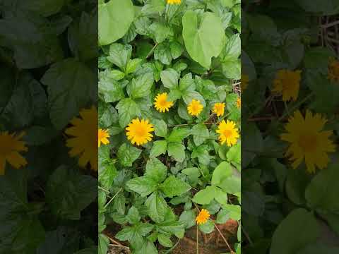 #youtubeshort # short | Sphagneticola trilobata | Wadelia | Singapore Daisy | Monsoon Special